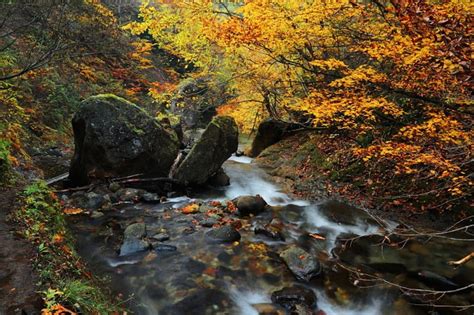 Forest Creek Autumn Leaves Stones Colors Trees Falls Hd