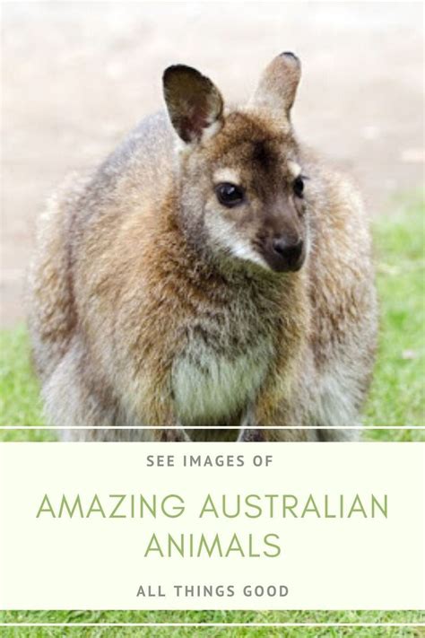 Amazing Australian Animals Australia Is Home To Many Unique Species Of