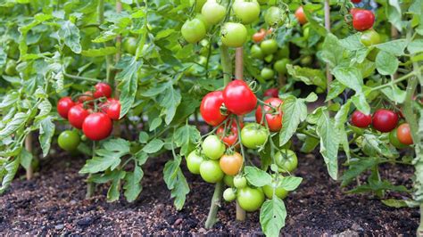How To Grow Tomatoes Bunnings New Zealand