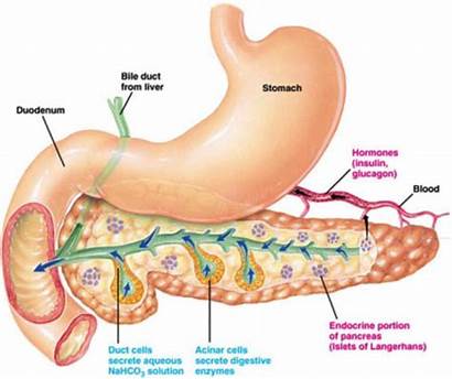 Pancreas Cells Endocrinology Does Pancreatic Blood Definition