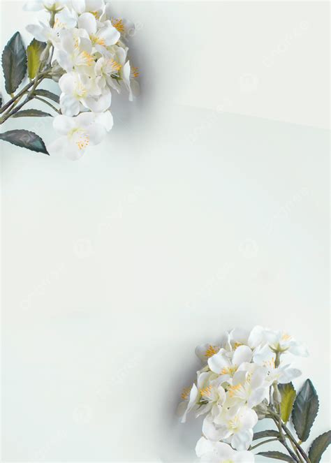 Background Latar Belakang Bunga Putih Bersih Bunga Bunga Putih