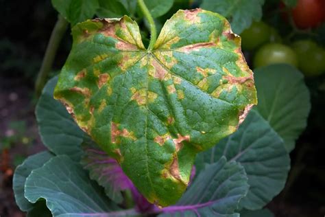 Cucumber Leaves Turning Yellow Causes And Their Solutions