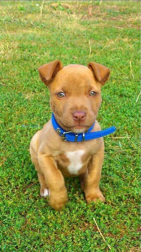 Sittin Pretty With Images Pitbull Puppies Red Nose Pitbull Puppies