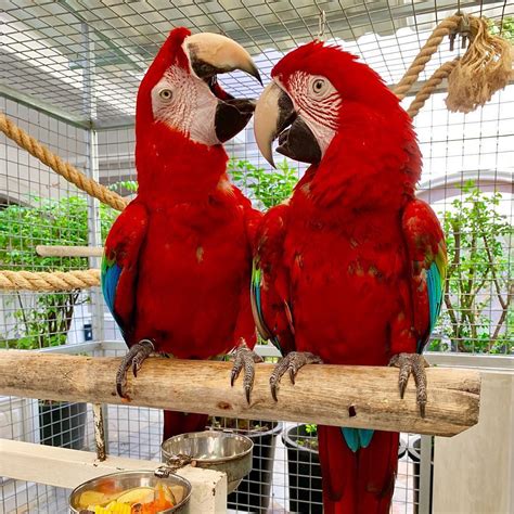 Lovely Scarlet Macaws For Sale Terrys Parrot Farm