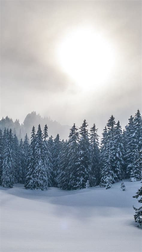 Fir Tree Forest With Snow Covered In Background Of Sky And Sun During