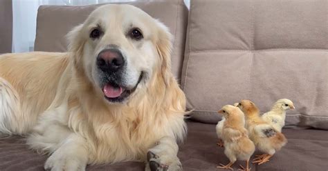 Watch Golden Retriever Meets Baby Chicks For The First Time And Its