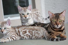 Despite their exotic appearance, bengal cats are lovable, friendly, playful and obedient. Pin on home