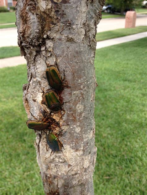 June Beetles Harmless To Trees Insects In The City