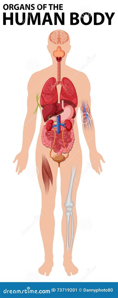 Diagramma Degli Organi Del Corpo Umano Illustrazione Vettoriale