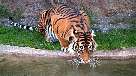 Siberian Tiger Drinking Water With Close Up Stock Footage