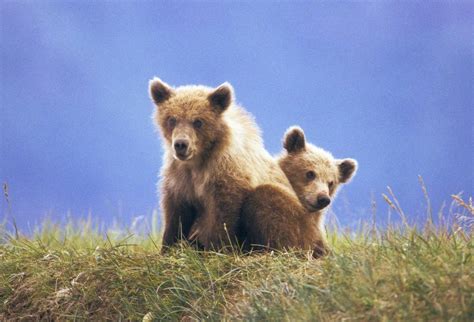 Brown Grizzly Bear Facts North American Bear