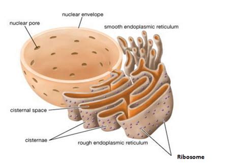 The rough endoplasmic reticulum has on it ribosomes, which are small, round organelles whose function it is to make those proteins. Endoplasmic Reticulum (Rough And Smooth) ER | Biology