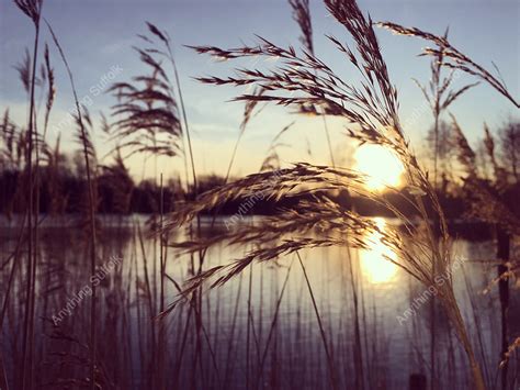 Needham Lake At Sunset By Tiago Perdigao Anythingsuffolk A Range Of