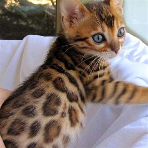 Stunning Little Bengal Baby I Would Love One Or Two Bengal