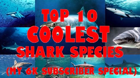 Top 10 Coolest Shark Species My 6k Subscriber Special Youtube