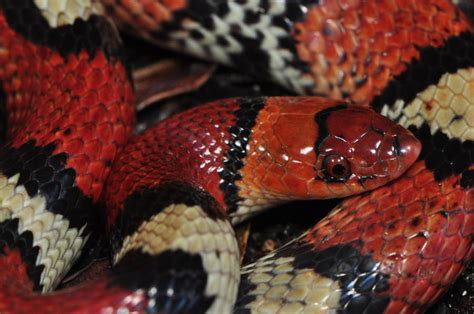 Scarlet Snake Cemophora Coccinea