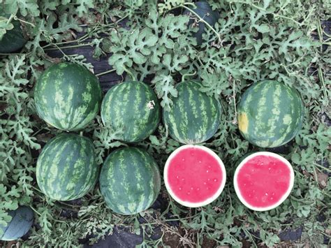 Watermelon Triploid Hortinova Seeds