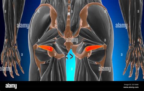 Gemellus Anatomía Del Músculo Inferior Para Concepto Médico 3d