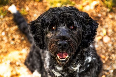 Portuguese Water Dog Breed Information And Characteristics