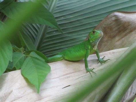 A Green Lizard Sitting On Top Of A Wooden Log Next To Plants And Leaves