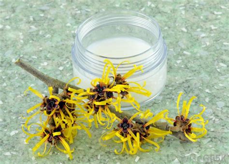 But, what exactly is witch hazel? What is Witch Hazel? (with pictures)
