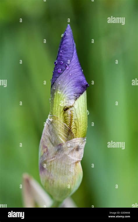 Iris Bud High Resolution Stock Photography And Images Alamy
