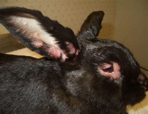 У кролика опух глаз возможные причины методы и особенности терапии