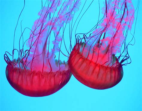 10 Amazing Facts About Jellyfish Pictures Pics Uk
