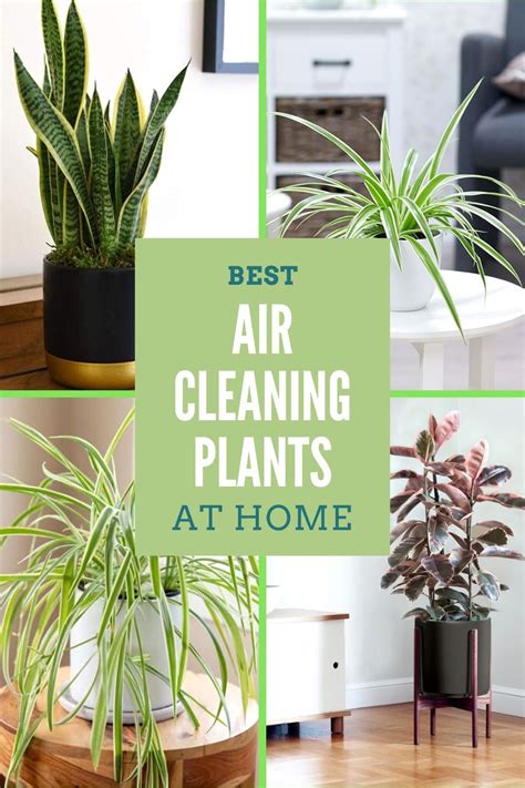 Best House Plants To Clean Air Sansevieria Unkillable Susie Nasa