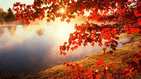 Online Crop Red Leafed Tree Photography Nature Water Trees Hd