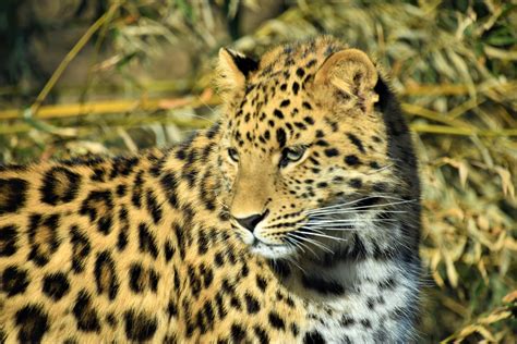 One Of The Two Amur Leopard Cubs Zoochat
