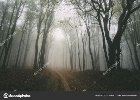 Forest Road Landscape With Trees And Fog In Autumn Stock Photo By