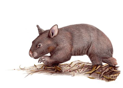 Wombat Drawing At Explore Collection