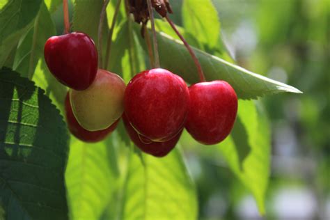 Nutrition Facts About Cherries Food Gardening Network