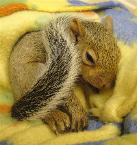 Supervise the reunion attempt carefully but from a distance. How to Help an Orphaned Baby Squirrel - Effective Wildlife ...