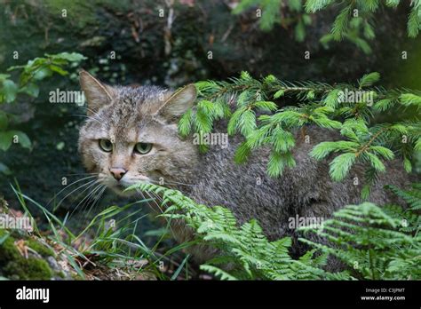 European Wildcat Europaeische Wildkatze Fotos Und Bildmaterial In