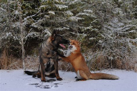 Fox And Dog Meet In The Woods Form Adorable Friendship