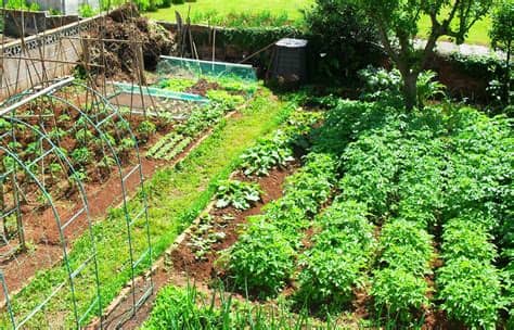 Puedes compartir tu afición con otros amantes de la horticultura. BARATZEA: UDARAKO KOMODINA / LA HUERTA: EL COMODÍN DEL ...