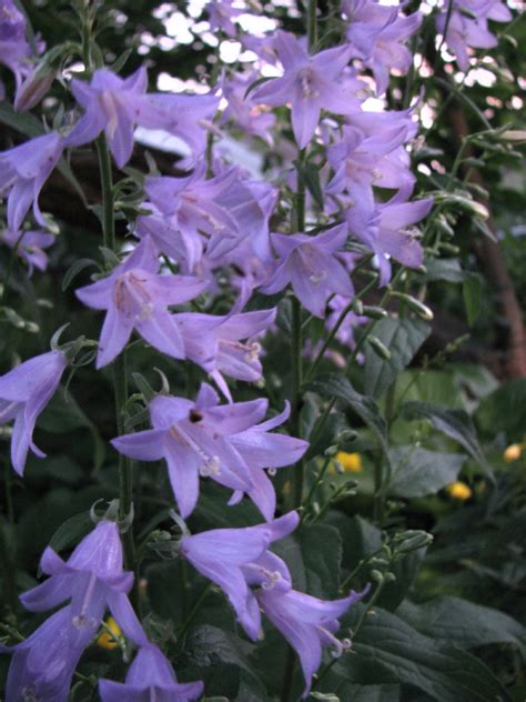Maybe you would like to learn more about one of these? Exuberant Color : Neglected garden..........