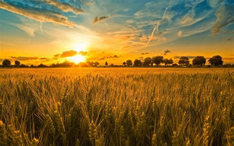 Sunset And Wheat Field Wallpaper Hd Beautiful Desktop Background Hd