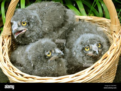 Snowy Owl Chicks Sit In A Basket At The Zoo In Hanover Germany 27