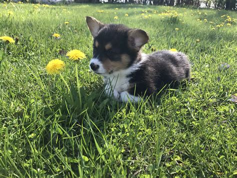 The majority of these dogs are if you think there is room in your home and heart for a rescued pembroke welsh corgi or simply prefer not to go though the puppy stage, consider getting. Pembroke Welsh Corgi Puppies Breeders, For Sale + Adoption, MN