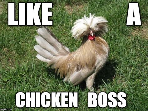20 Chicken Memes That Are Surprisingly Funny Funny