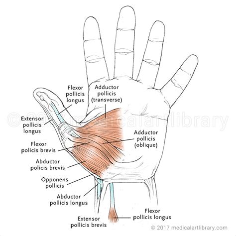 Hand Muscles Thenar Medical Art Library