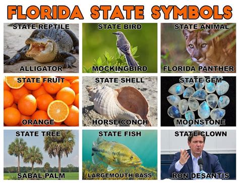 Florida State Symbols Florida