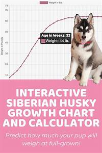 Interactive Siberian Husky Growth Chart And Calculator Puppy Weight