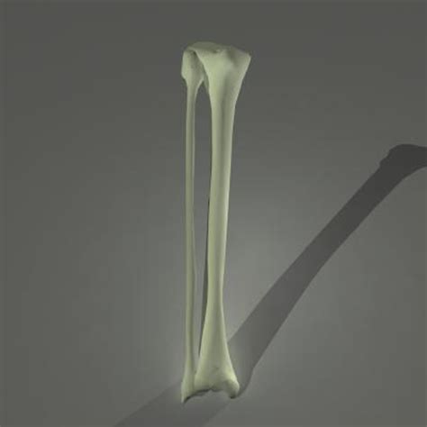 3d Human Skeleton Fibula Tibia