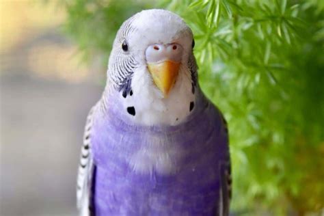 Do Purple Budgies Exist The Truth About Rainbow Budgies