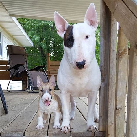 The staffordshire bull terrier loves to love. Miniature Bull Terrier - This 15 Facts Will Make You Fall ...