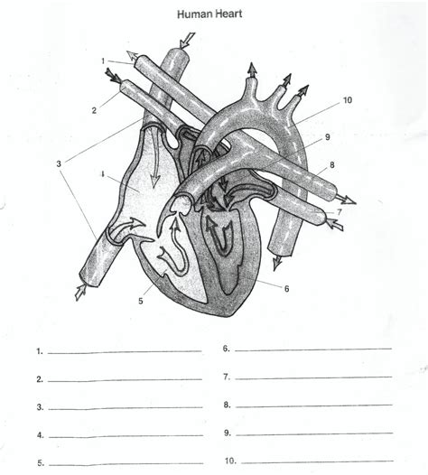 Printable Blank Unlabeled Heart Diagram Glorietalabel My Xxx Hot Girl
